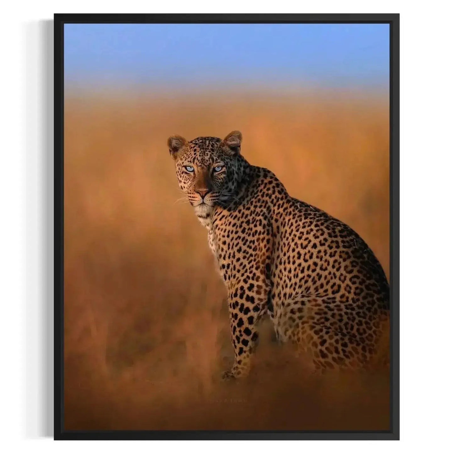 Wildlife canvas print of the Blue-Eyed Leopard framed against a warm orange sunset and blue sky gradient.