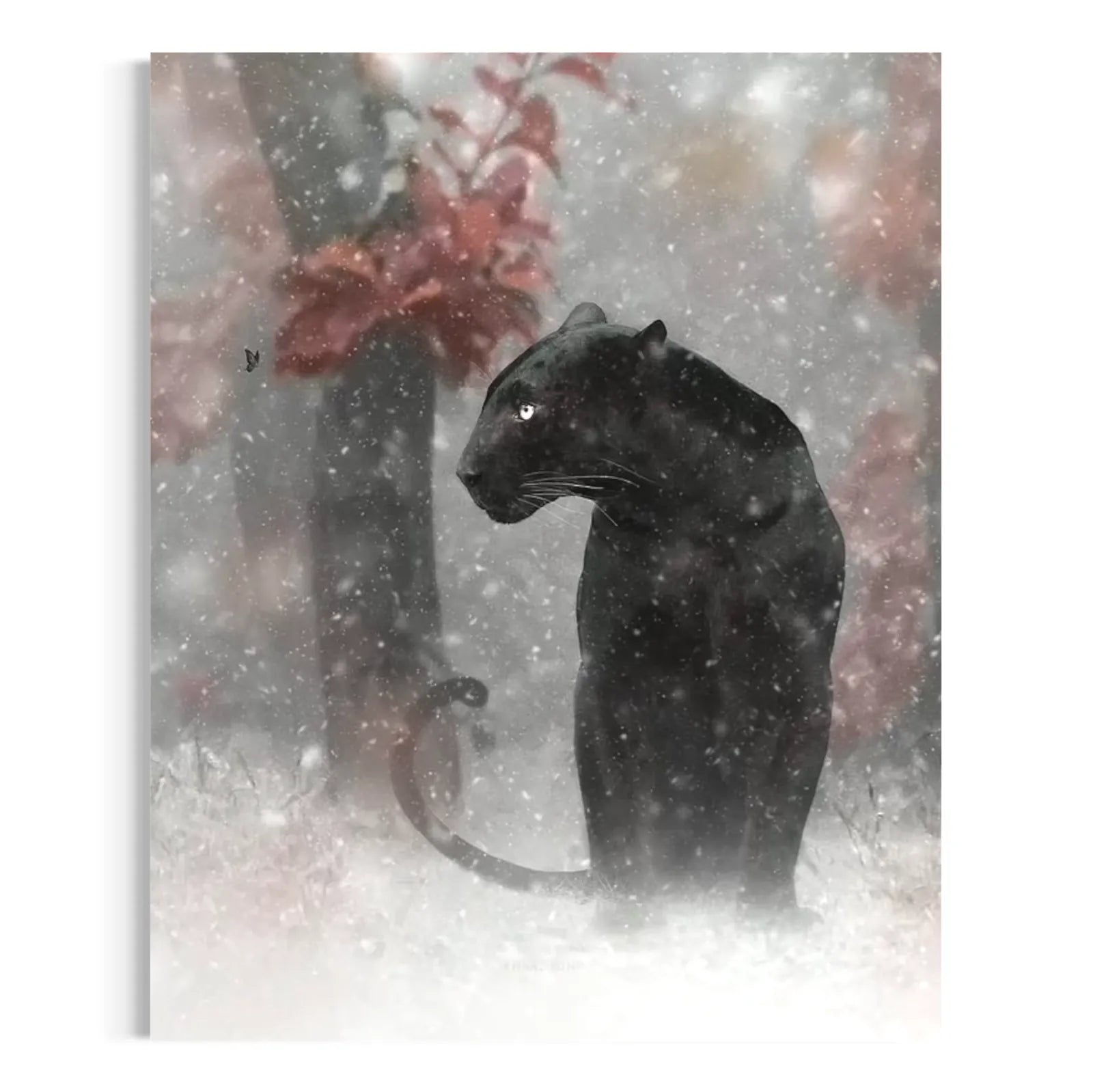 Black Panther Animal