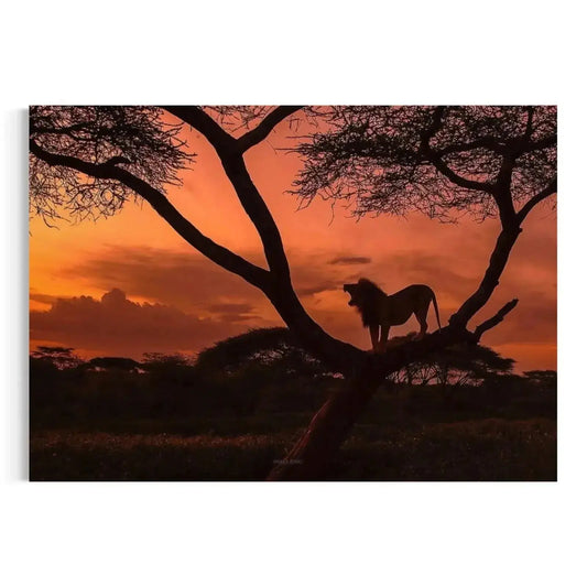 Roaring African lion silhouette centered on an acacia tree branch at sunset.