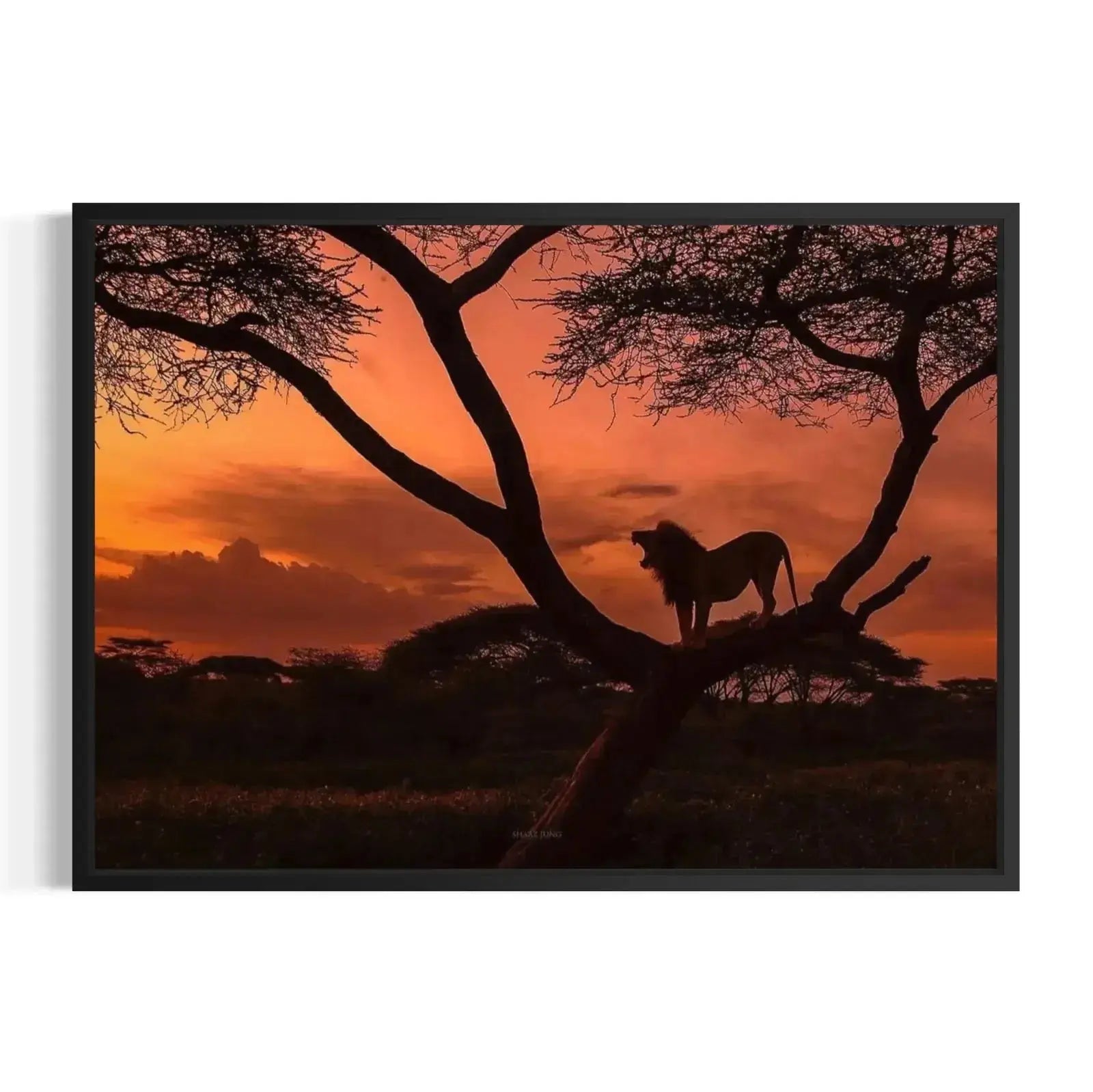 Detailed outline of the African lion's mane and open mouth during a territorial roar.