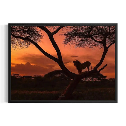 Detailed outline of the African lion's mane and open mouth during a territorial roar.