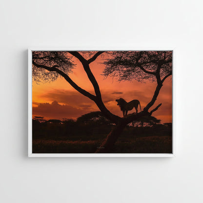 Lion silhouette on a tree branch against an orange sunset sky