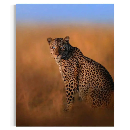 Close-up portrait capturing the piercing blue eyes of the Blue-Eyed Leopard.