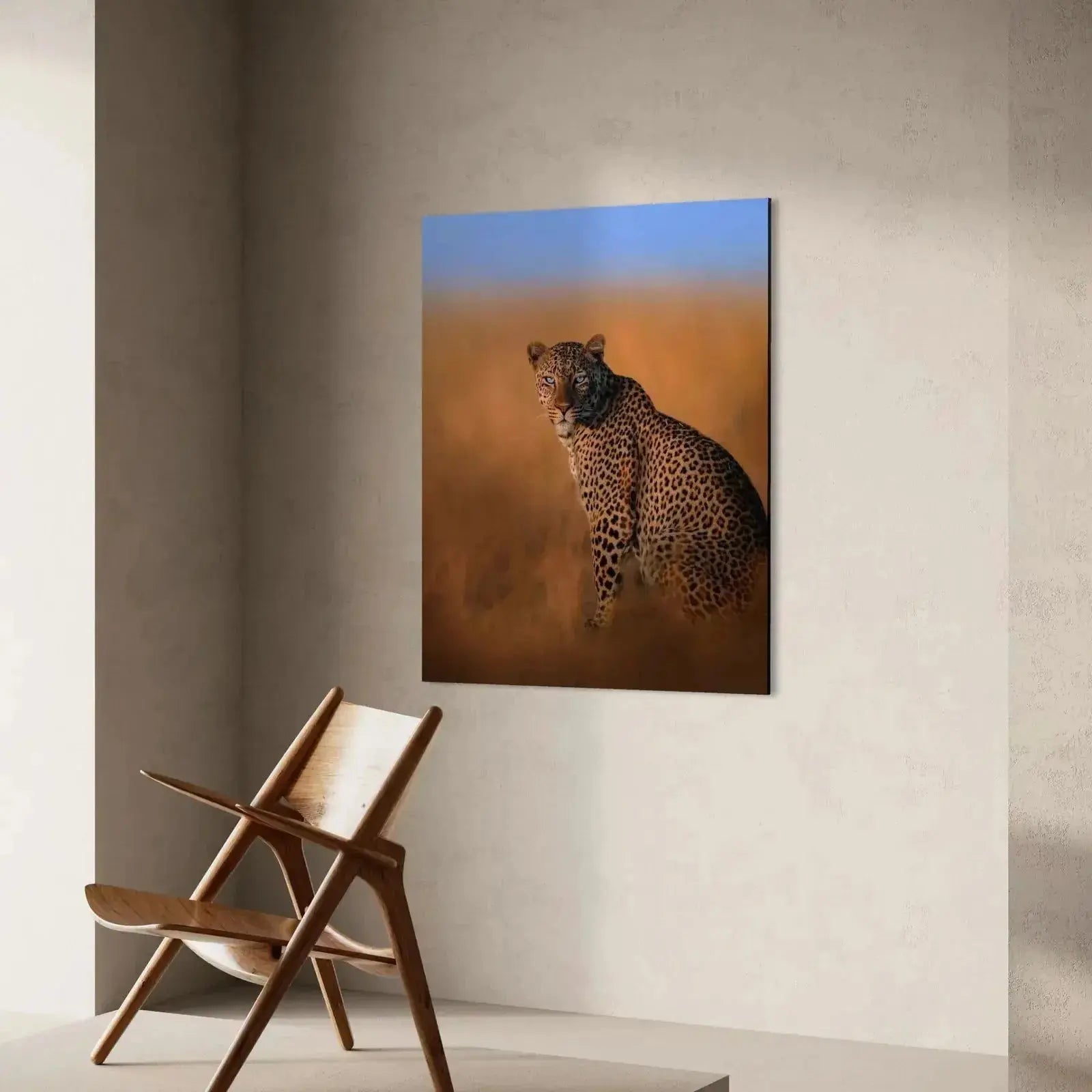 Full-body shot of the majestic Blue-Eyed Leopard sitting low in the dry African savanna grasses.