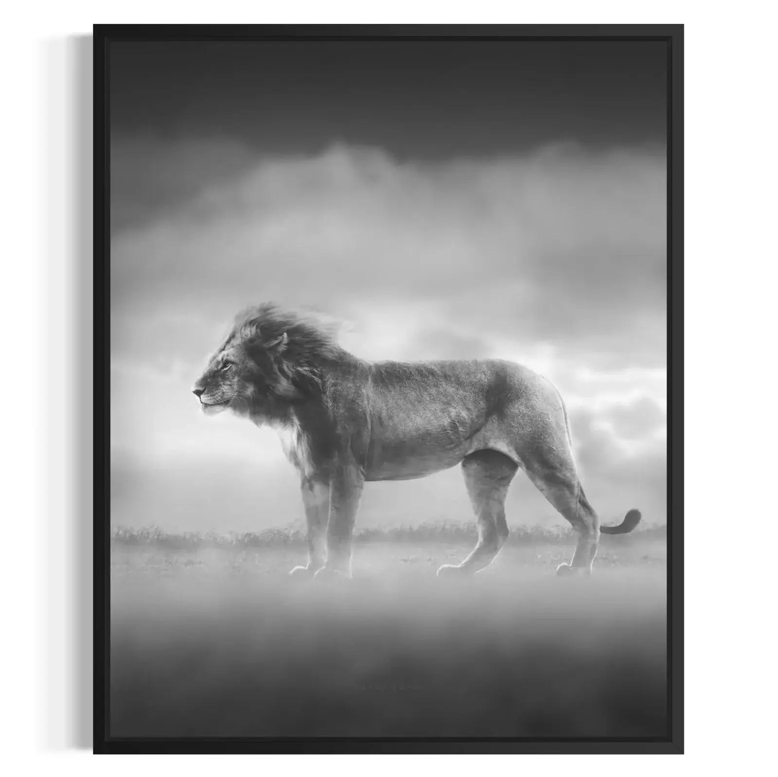 lion-black-and-white-canvas