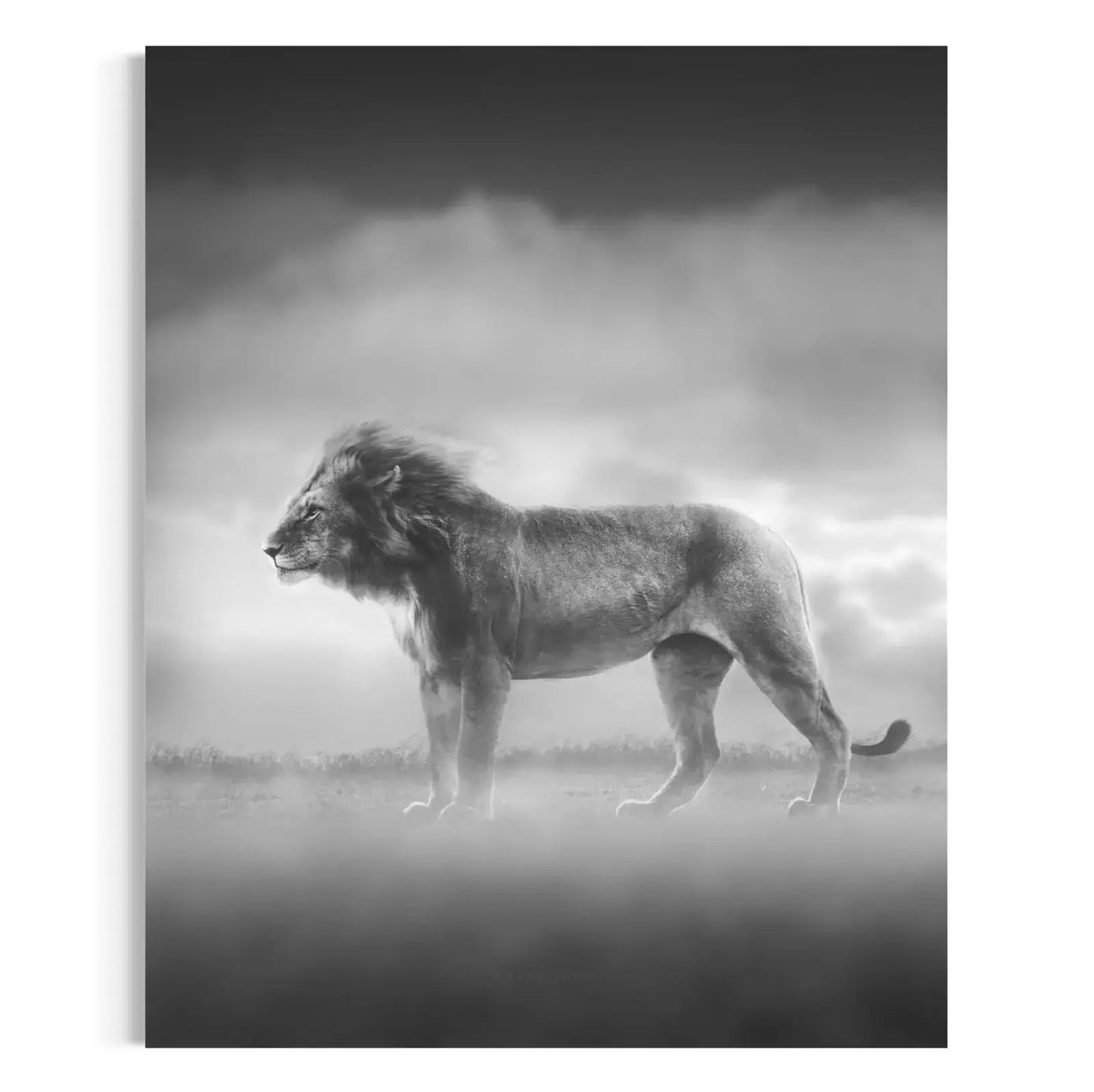 lion black and white