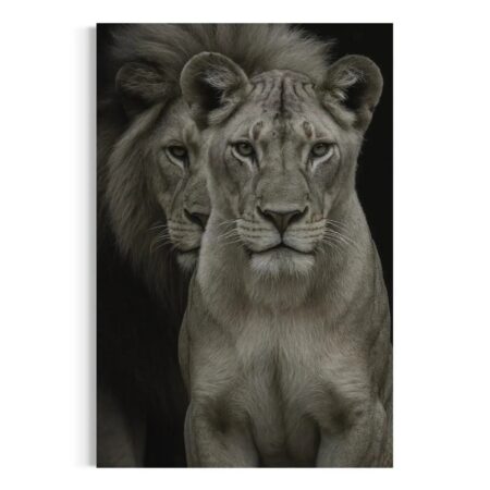 Lion and Lioness