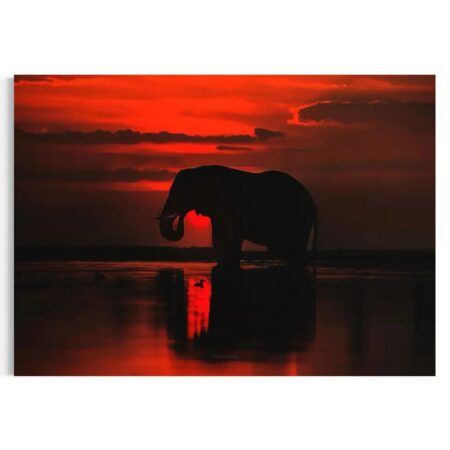 Elephant Silhouette Masterpeacewall