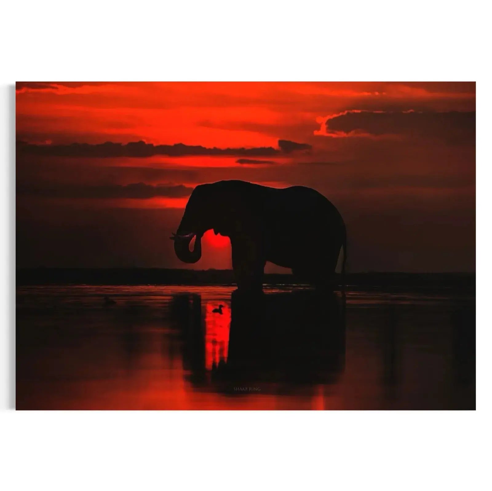 Elephant Silhouette Masterpeacewall