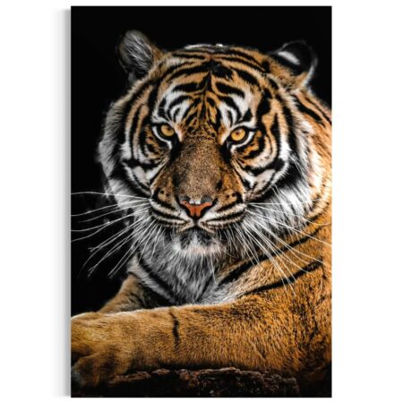 big cats