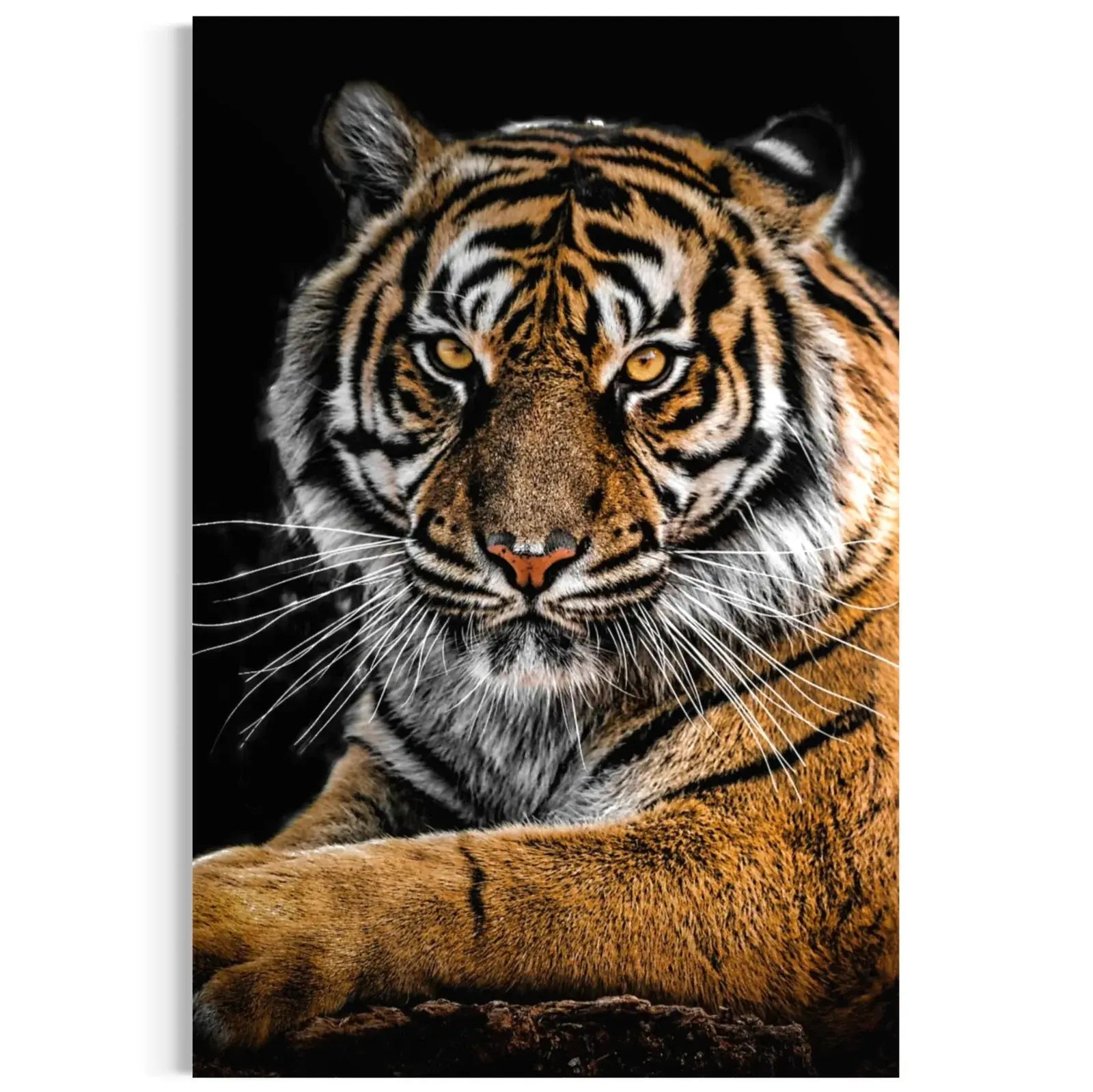 big cats