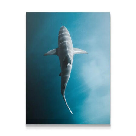 Overhead view of the great white Electric Shark gliding beneath the deep water surface.