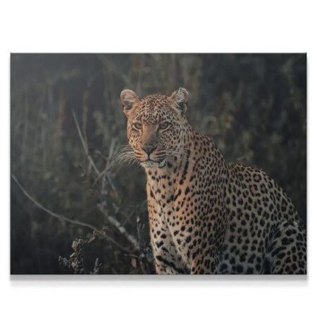 Intense close-up portrait of a leopard's face and whiskers, emphasizing the 'Eyes of Beauty'.