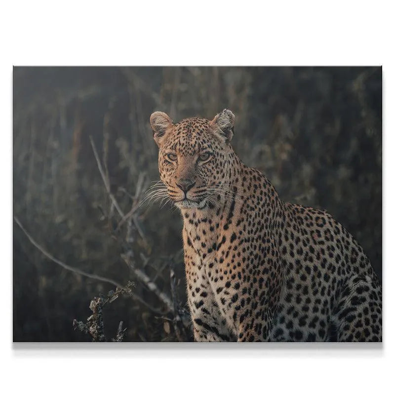 Intense close-up portrait of a leopard's face and whiskers, emphasizing the 'Eyes of Beauty'.