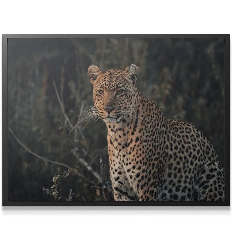 Full framed view of the leopard sitting in the brush, capturing the raw power of 'Eyes of Beauty'.
