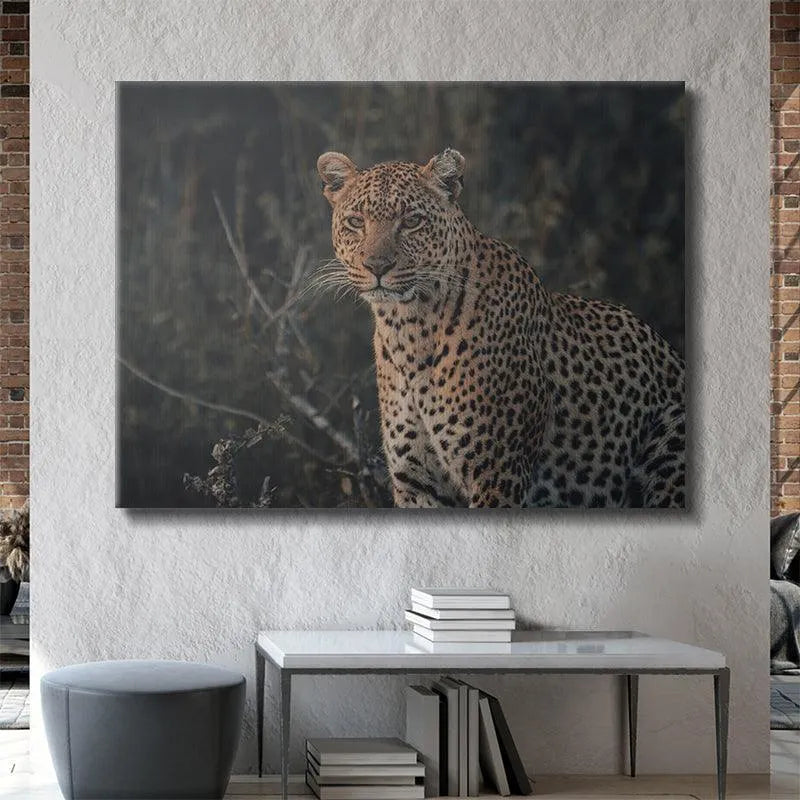 Dramatic lighting on the leopard emerging from a dark, shadowed jungle background, defining the mood of 'Eyes of Beauty'.