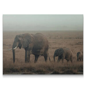 Family Strolls Wall Art Family Strolls close-up of the lead elephant matriarch's textured hide and massive ivory tusks.