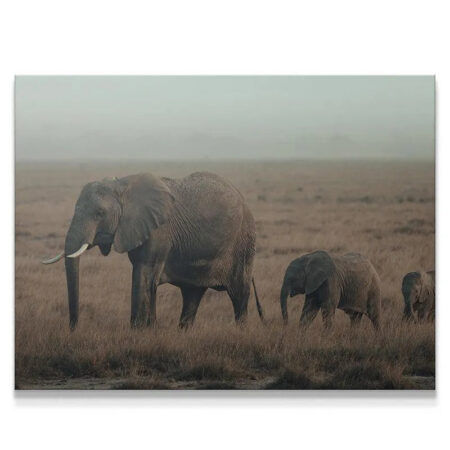 Family Strolls close-up of the lead elephant matriarch's textured hide and massive ivory tusks.