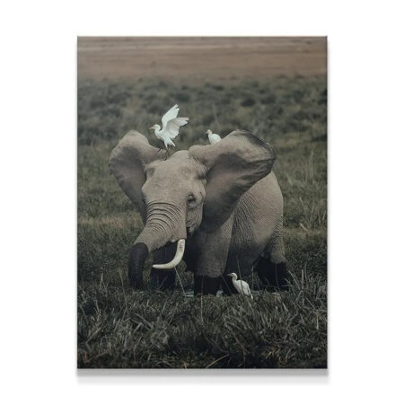 Full view of African elephant and white egrets in tall grass, titled 'Friends from Far'.