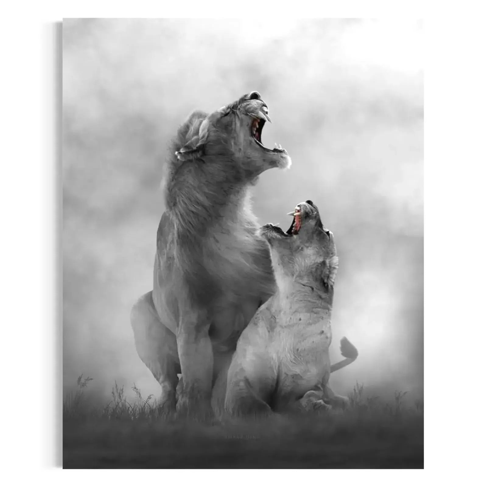 lion roar