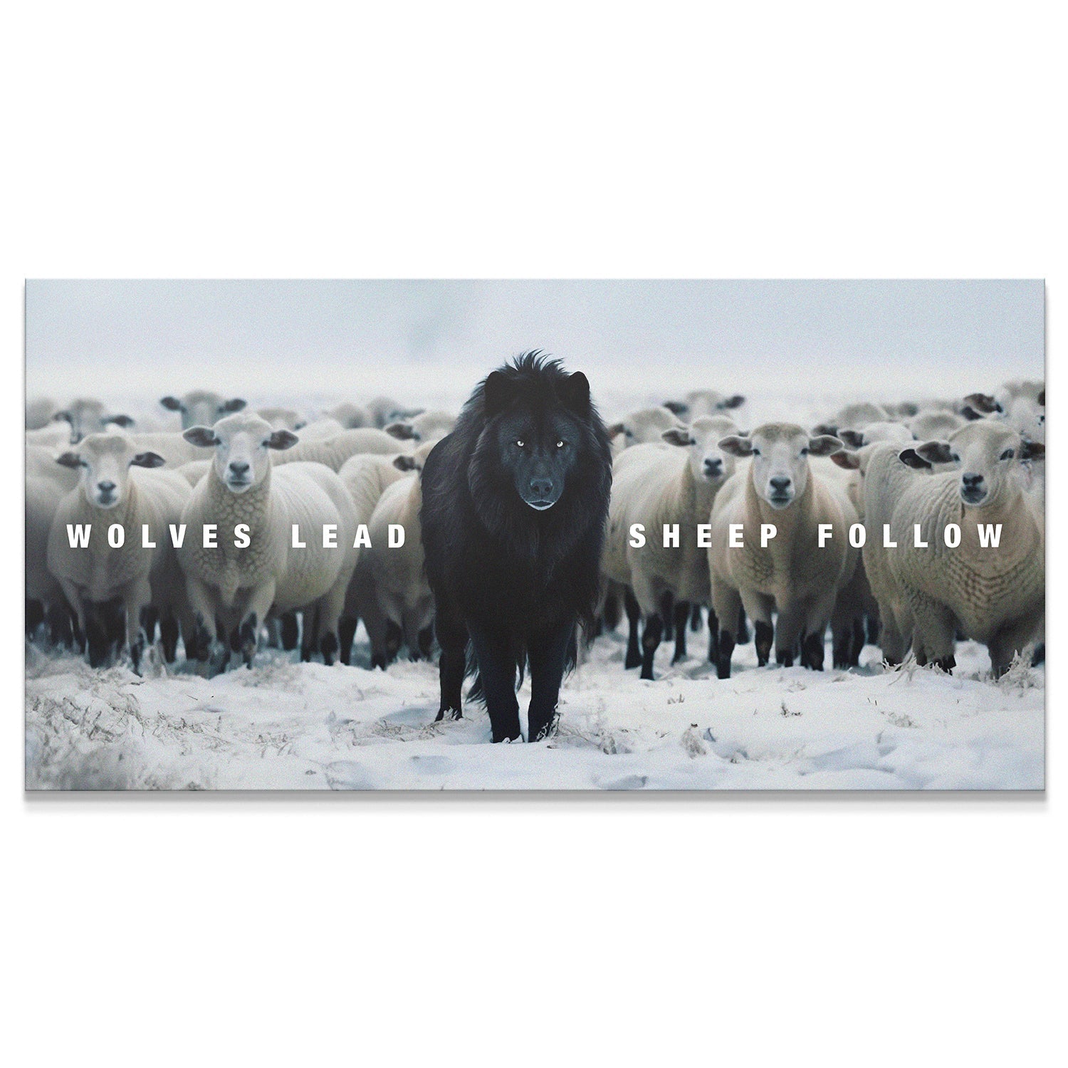 Wolves Lead, Sheep Follow