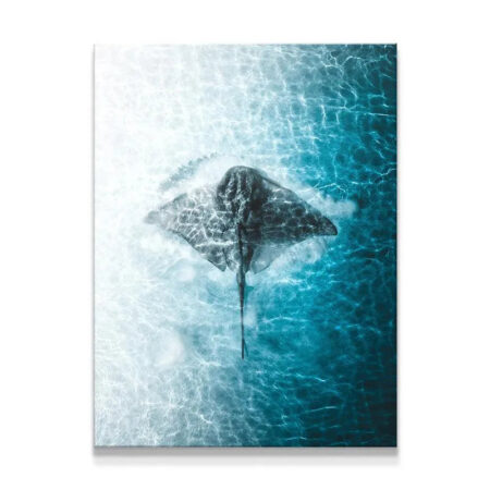 Overhead perspective of a stingray swimming in clear, sun-dappled water, titled 'Ray Of The Day'.