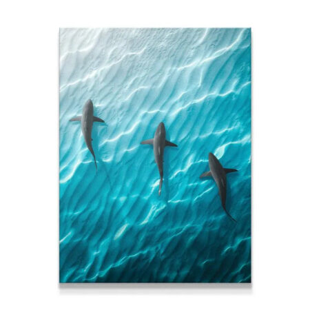 Overhead view of three sharks swimming over brilliant turquoise water, the classic Shark Angle.