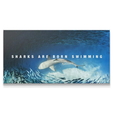Wide horizontal shot of a shark swimming up through a bait ball, inscribed with 'Sharks Are Born Swimming'.