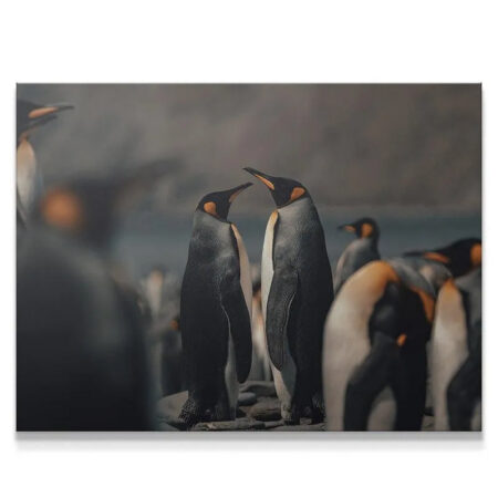 Close-up photograph of two central King Penguins focusing on their heads, titled 'The Kings'.