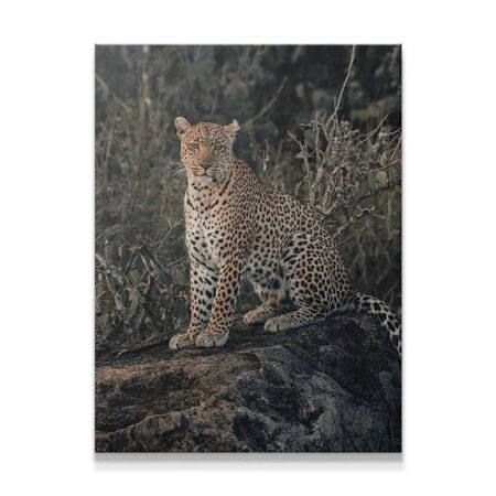 Close-up of 'The Leader' leopard's focused gaze and intense yellow eyes in the African bush.