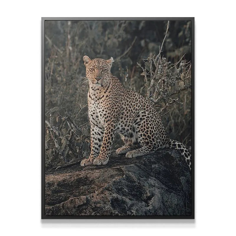 Full-body shot of 'The Leader' leopard sitting majestically on a rough, dark boulder in subdued lighting.